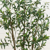 6’ Artificial Olive Tree in White Decorative Planter
