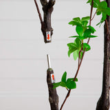 6-ft Artificial Minimalist Enkianthus Tree