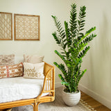 6' Artificial Zamioculcas Plant