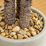 64” Yucca Artificial Tree in Sand Colored Planter