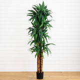 6.5’ Dracaena Tree