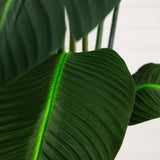 69” Traveler's Palm Artificial Tree