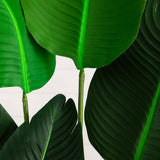 69” Traveler's Palm Artificial Tree
