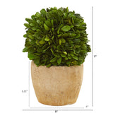 7” Boxwood Ball Preserved Plant in Decorative Planter (Set of 2)