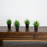 8” Artificial Boxwood in Black Square Pot - Set of 4