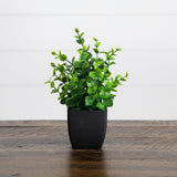 8” Artificial Boxwood in Black Square Pot - Set of 4