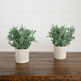 8" Artificial Boxwood in Decorative Planter - Set of 2