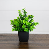 8” Artificial Boxwood Plant in Black Square Pot - Set of 4