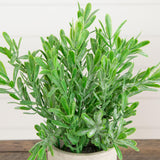 8" Artificial Mixed Plant in Decorative Planter - Set of 3