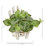 8” Watermelon Peperomia Artificial Plant in Chair Planter (Real Touch)