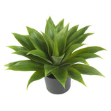 Agave Silk Plant