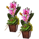 Cattleya Orchid and Succulent Arrangement (Set of 2)