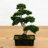 24" Cedar Bonsai Tree