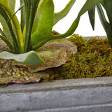 Dancing Lady and Staghorn in Stone Planter