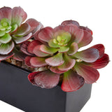 Echeveria Succulent in Rectangular Planter