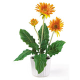 Gerber Daisy w/White Vase (Set of 6)