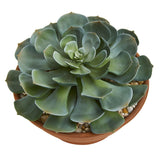 Giant Echeveria Succulent Artificial Plant in Terra Cotta Planter