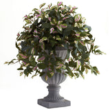 Hoya with Decorative Urn
