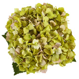 Hydrangea in New Baby Ceramic