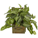 NephthytisPlant in Wood Box Planter