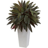 Peacock Plant with White Planter