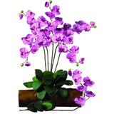 Phalaenopsis Stem (Set of 12)