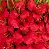 Signature Collection 44” Gladiola Artificial Arrangement in Glass Vase