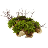 Succulent Garden w/Seashell