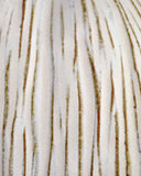 Medium White Garlic Bulb