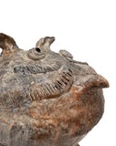 Medium Hoot Owl