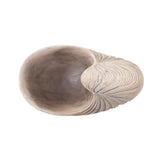 Nautilus Shell