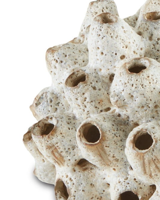 Sulawasi White Shells