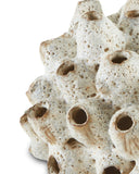 Sulawasi White Shells