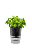 Herb Pot - BOTANICO  18920