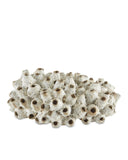 Sulawasi White Shells