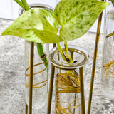 Test Tube Glass Flower Vase For Plant Propagation