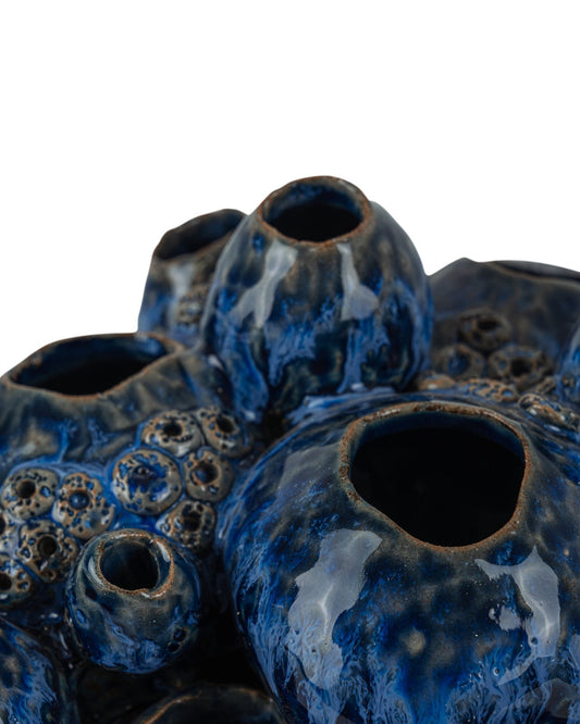 Sulawasi Blue Shells