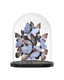 Rue de Bac Lilac Large Butterflies