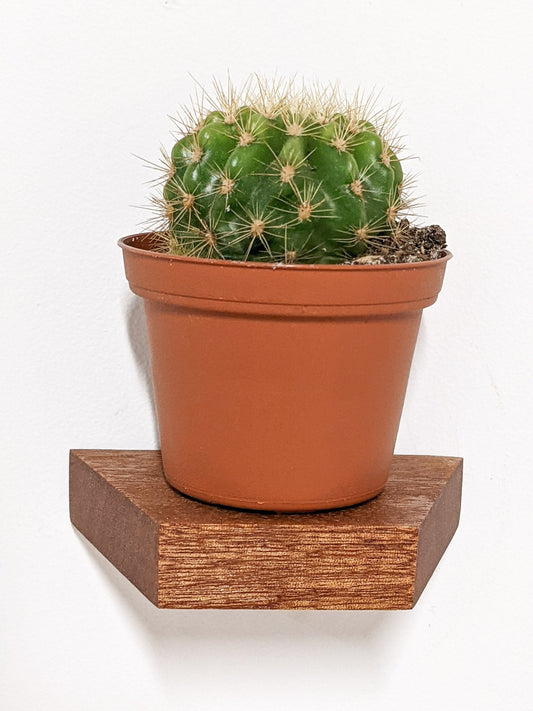 Small Trapezoid Mahogany Floating Display Shelf