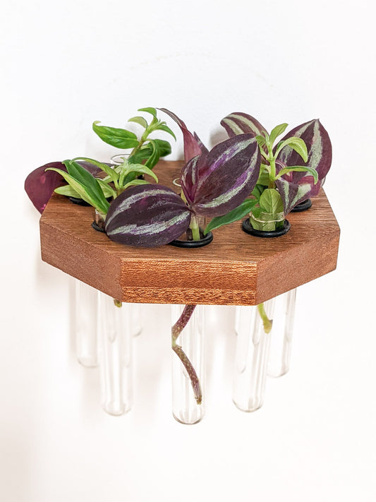 Octagon Propagation Station Shelf for Cuttings