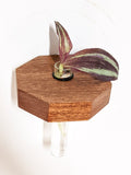 Octagon Propagation Station Shelf for Plant Cuttings