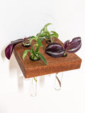 Square Wood Propagation Station Shelf for Plants