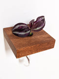 Square Wood Propagation Station Shelf for Plants