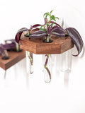 Octagon Propagation Station Shelf for Plant Cuttings