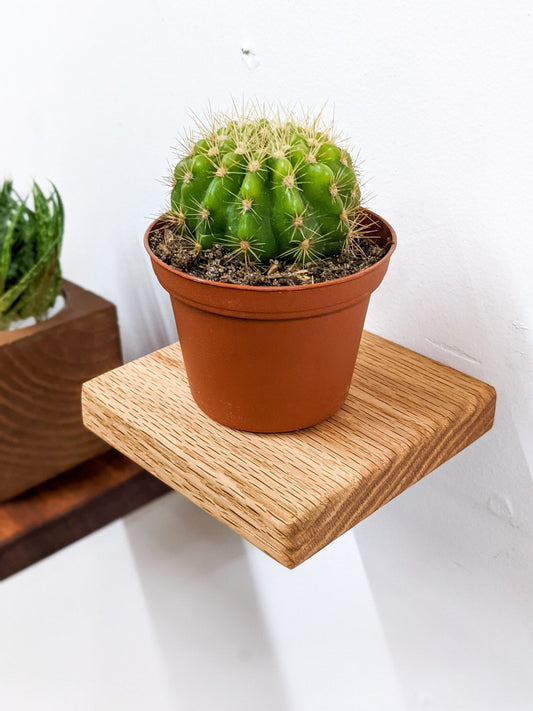 Small Square Oak Floating Display Shelf