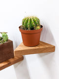 Small Triangle Oak Floating Display Shelf