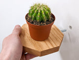 Small Octagon Oak Floating Display Shelf
