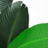 10’ Artificial Traveler's Palm Tree