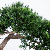 16" Cedar Bonsai Tree