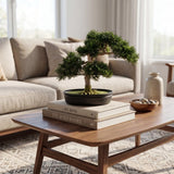 16" Cedar Bonsai Tree